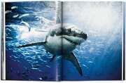 Michael Muller. Sharks. Face-to-Face with the Oceans Endangered Predator - Abbildung 3