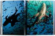 Michael Muller. Sharks. Face-to-Face with the Oceans Endangered Predator - Abbildung 4