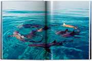 Michael Muller. Sharks. Face-to-Face with the Oceans Endangered Predator - Abbildung 6