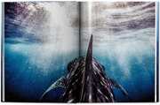 Michael Muller. Sharks. Face-to-Face with the Oceans Endangered Predator - Abbildung 7