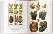 Albertus Seba: Cabinet of Natural Curiosities/Das Naturalienkabinett/Le Cabinet des curiosités naturelles - Abbildung 5