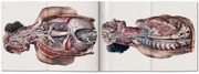 Atlas of Human Anatomy and Surgery - Abbildung 4