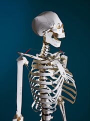 Build Your Own Human Skeleton/Das menschliche Skelett - Life Size! - Abbildung 1
