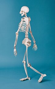 Build Your Own Human Skeleton/Das menschliche Skelett - Life Size! - Illustrationen 3