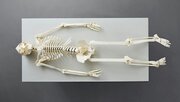 Build Your Own Human Skeleton/Das menschliche Skelett - Life Size! - Abbildung 5