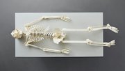 Build Your Own Human Skeleton/Das menschliche Skelett - Life Size! - Illustrationen 6