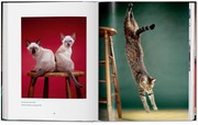 Walter Chandoha. Cats. Photographs 1942-2018 - Abbildung 10