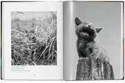 Walter Chandoha. Cats. Photographs 1942-2018 - Abbildung 15