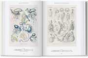 Ernst Haeckel. Kunst und Wissenschaft. 40th Ed. - Abbildung 3