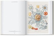 Ernst Haeckel. Kunst und Wissenschaft. 40th Ed. - Abbildung 4