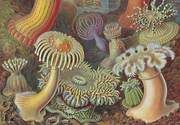 Ernst Haeckel. Kunst und Wissenschaft. 40th Ed. - Abbildung 7