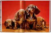 Walter Chandoha. Dogs. Photographs 1941-1991 - Abbildung 4