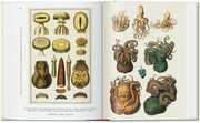 Seba. Cabinet of Natural Curiosities. 40th Ed. - Abbildung 4