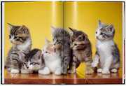 Walter Chandoha. Cats. Photographs 1942-2018 - Abbildung 4