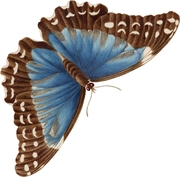 Maria Sibylla Merians Schmetterlinge - Abbildung 3
