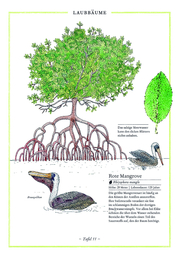 Birke, Buche, Baobab - Abbildung 1