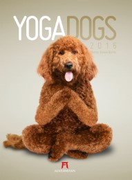 Yoga Dogs 2016