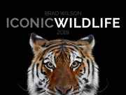 Iconic Wildlife 2019