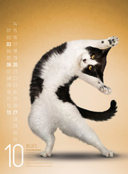 Yoga Cats 2019 - Abbildung 10