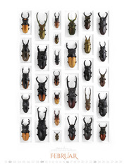 Wunderwelt Insekten 2020 - Abbildung 2