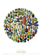 Wunderwelt Insekten 2020 - Abbildung 10