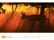 Tierwelt Wald 2024 - Abbildung 9