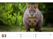 Wombat, Quokka & Co. 2019 - Abbildung 3
