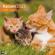 Katzen 2023