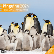 Pinguine 2024 - Cover