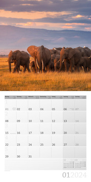 Elefanten 2024 - Abbildung 1