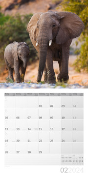 Elefanten 2024 - Abbildung 2