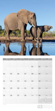 Elefanten 2024 - Abbildung 3