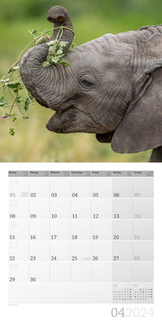 Elefanten 2024 - Abbildung 4