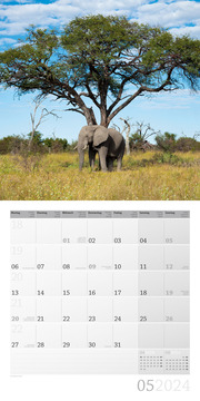 Elefanten 2024 - Abbildung 5