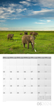 Elefanten 2024 - Abbildung 6