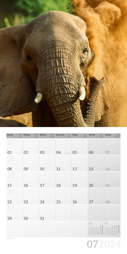 Elefanten 2024 - Abbildung 7
