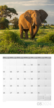 Elefanten 2024 - Abbildung 8