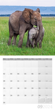Elefanten 2024 - Abbildung 9
