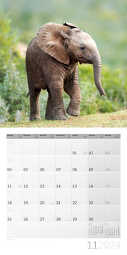 Elefanten 2024 - Abbildung 11