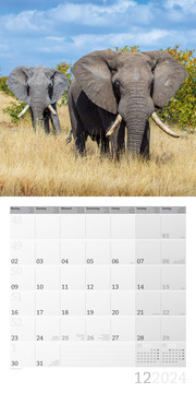 Elefanten 2024 - Abbildung 12