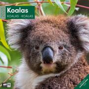 Koalas Kalender 2025