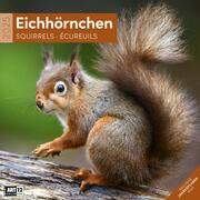 Eichhörnchen Kalender 2025