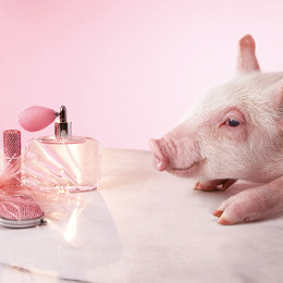 Pink Piggy - Abbildung 10