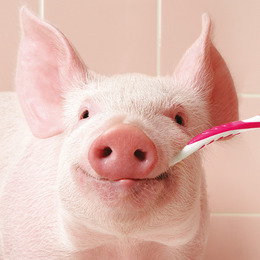 Pink Piggy - Abbildung 3