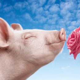 Pink Piggy - Abbildung 5
