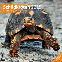 Schildkröten 2015