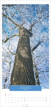Wunderwelt der Bäume Kalender 2025 - Abbildung 1