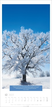 Wunderwelt der Bäume Kalender 2025 - Abbildung 12
