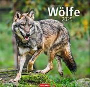Wölfe Kalender 2025 - Cover
