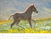 Islandpferde Kalender 2025 - Abbildung 3